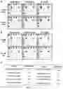 Fig. 10 - COMPOSITIONS AND METHODS FOR DETECTION OF DISEASE-RELATED ANTIBODY