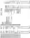 Fig. 35 - METHODS AND COMPOSITIONS FOR DIAGNOSING DEPRESSION