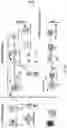 Fig. 08 - DIFFUSION DICTIONARY IMAGING (DDI) OF MICROSTRUCTURE AND INFLAMMATION