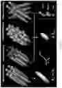 Fig. 23 - DIFFUSION DICTIONARY IMAGING (DDI) OF MICROSTRUCTURE AND INFLAMMATION