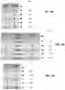 Fig. 04 - Distributing tables in a distributed database using consolidated grouping sources
