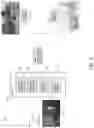 Fig. 03 - Capture of raw augmented reality data and subsequent 3D mesh generation