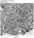 Fig. 13 - Systems and methods for generating histology image training datasets for machine learning models