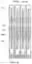 Fig. 25 - Display substrate and display panel