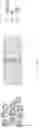 Fig. 19 - METHOD AND APPARATUS FOR CLASSIFICATION AND/OR PRIORITIZATION OF GENETIC VARIANTS