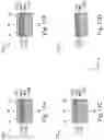 Fig. 23 - METAL GATE STRUCTURES OF SEMICONDUCTOR DEVICES