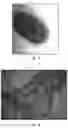 Fig. 03 - OPTOELECTRONIC DEVICE COMPRISING AN ACTIVE ORGANIC LAYER WITH IMPROVED PERFORMANCE AND METHOD FOR PRODUCING SAID DEVICE