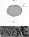 Fig. 03 - Anode active material including carbon composite for lithium secondary battery and method of manufacturing the same