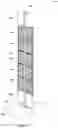 Fig. 02 - Solar arrays and related assemblies and methods