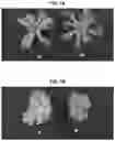 Fig. 11 - Light source for plant cultivation
