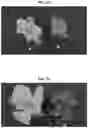 Fig. 12 - Light source for plant cultivation
