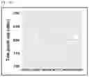 Fig. 11 - Haploid induction compositions and methods for use therefor
