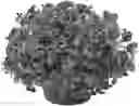 Fig. 01 - variety ‘KLEPH20580’