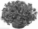 Fig. 02 - variety ‘KLEPH20580’