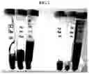 Fig. 03 - HEMOPHILIA B RAT MODEL