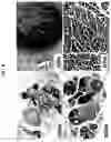 Fig. 09 - HEMOPHILIA B RAT MODEL