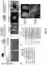 Fig. 03 - ORGAN REGENERATION METHOD UTILIZING iPS CELL AND BLASTOCYST COMPLEMENTATION