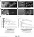 Fig. 07 - ORGAN REGENERATION METHOD UTILIZING iPS CELL AND BLASTOCYST COMPLEMENTATION