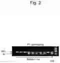 Fig. 03 - IMMUNODEFICIENT RODENT