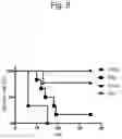 Fig. 07 - IMMUNODEFICIENT RODENT