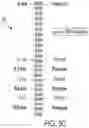 Fig. 10 - SYSTEMS AND METHODS FOR PERFUSING A HUMAN PLACENTA-BASED MRI PHANTOM
