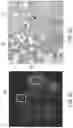 Fig. 12 - SYSTEMS AND METHODS FOR PERFUSING A HUMAN PLACENTA-BASED MRI PHANTOM
