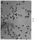 Fig. 17 - Pollen preservation and storage method