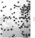 Fig. 19 - Pollen preservation and storage method