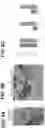 Fig. 09 - COMPOSITIONS AND METHODS RELATING TO PLANT MESSENGER PACKS