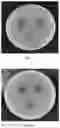 Fig. 06 - PROBIOTIC FOR INHIBITING GROWTH OF PROTEUS MIRABILIS, AND FERMENTATION BROTH AND APPLICATION THEREOF