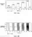 Fig. 20 - System for monitoring a physiological parameter in a person that involves coherently combining data generated from an RF-based sensor system