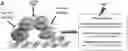 Fig. 01 - COMPOSITIONS, METHODS AND USES FOR TARGETING C-TERMINAL BINDING PROTEIN (CtBP) IN TRAUMATIC BRAIN INJURY
