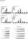 Fig. 04 - COMPOSITIONS, METHODS AND USES FOR TARGETING C-TERMINAL BINDING PROTEIN (CtBP) IN TRAUMATIC BRAIN INJURY