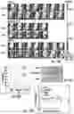 Fig. 10 - Nucleobase analogue derivatives and their applications