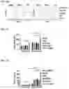 Fig. 05 - Immunotherapeutic Nanoparticles And Methods Relating Thereto