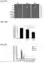 Fig. 07 - Immunotherapeutic Nanoparticles And Methods Relating Thereto