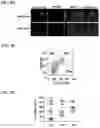 Fig. 08 - Immunotherapeutic Nanoparticles And Methods Relating Thereto