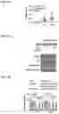 Fig. 09 - Immunotherapeutic Nanoparticles And Methods Relating Thereto