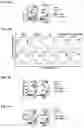 Fig. 11 - Immunotherapeutic Nanoparticles And Methods Relating Thereto