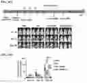 Fig. 15 - Immunotherapeutic Nanoparticles And Methods Relating Thereto