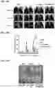 Fig. 16 - Immunotherapeutic Nanoparticles And Methods Relating Thereto