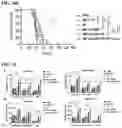 Fig. 17 - Immunotherapeutic Nanoparticles And Methods Relating Thereto