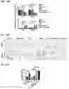 Fig. 20 - Immunotherapeutic Nanoparticles And Methods Relating Thereto