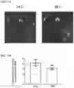 Fig. 22 - Immunotherapeutic Nanoparticles And Methods Relating Thereto