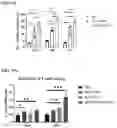 Fig. 24 - Immunotherapeutic Nanoparticles And Methods Relating Thereto