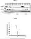 Fig. 09 - COMPOSITIONS AND METHODS FOR TREATING RAS-MUTANT CANCERS