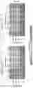 Fig. 22 - COMPOSITIONS AND METHODS FOR TREATING RAS-MUTANT CANCERS