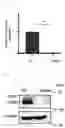 Fig. 03 - NOVEL THERAPEUTIC AGENT FOR GASTROINTESTINAL CANCER AND METHOD FOR SCREENING FOR THE SAME