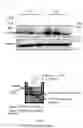 Fig. 06 - NOVEL THERAPEUTIC AGENT FOR GASTROINTESTINAL CANCER AND METHOD FOR SCREENING FOR THE SAME