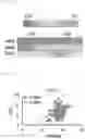 Fig. 08 - NOVEL THERAPEUTIC AGENT FOR GASTROINTESTINAL CANCER AND METHOD FOR SCREENING FOR THE SAME